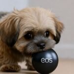 EOS파워볼사이트 추천 완전 정리와 EOS 파워볼 방법, EOS파워볼 1분 공략 노하우